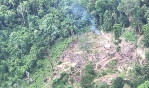 033203600_1765201530-Pembalakan